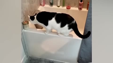 Funny Cats and Dogs Videos 🤣 - Funniest Animal Videos 2023! 🥰