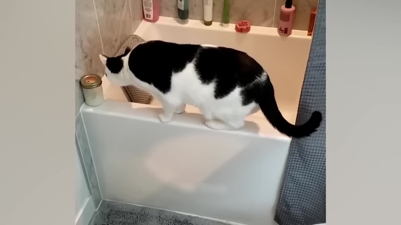 Funny Cats and Dogs Videos 🤣 - Funniest Animal Videos 2023! 🥰