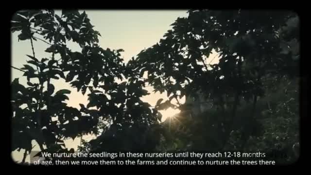 Yemen And The 1st Quality of Coffee