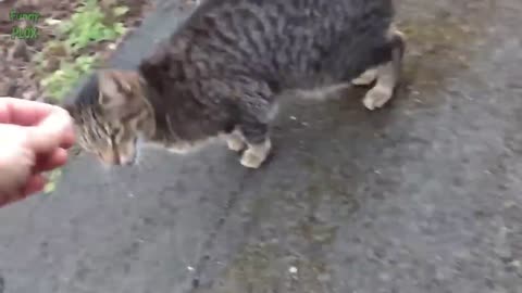 Funny Cat 😺. Video. 2022