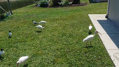 Big Muscovy Battle! You have to watch it 😂!