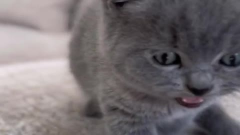 😻 The Cutest Cat On The Internet