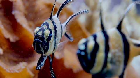 Fish Water Sea Underwater Ocean