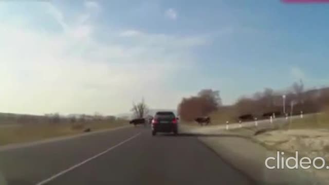 Dashcam Motorcycle Crash With Animals