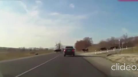 Dashcam Motorcycle Crash With Animals
