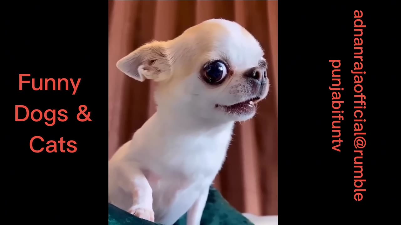 Funniest cats and dogs 🐕 you laugh you lose