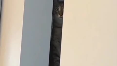 Cute and funny cat video.