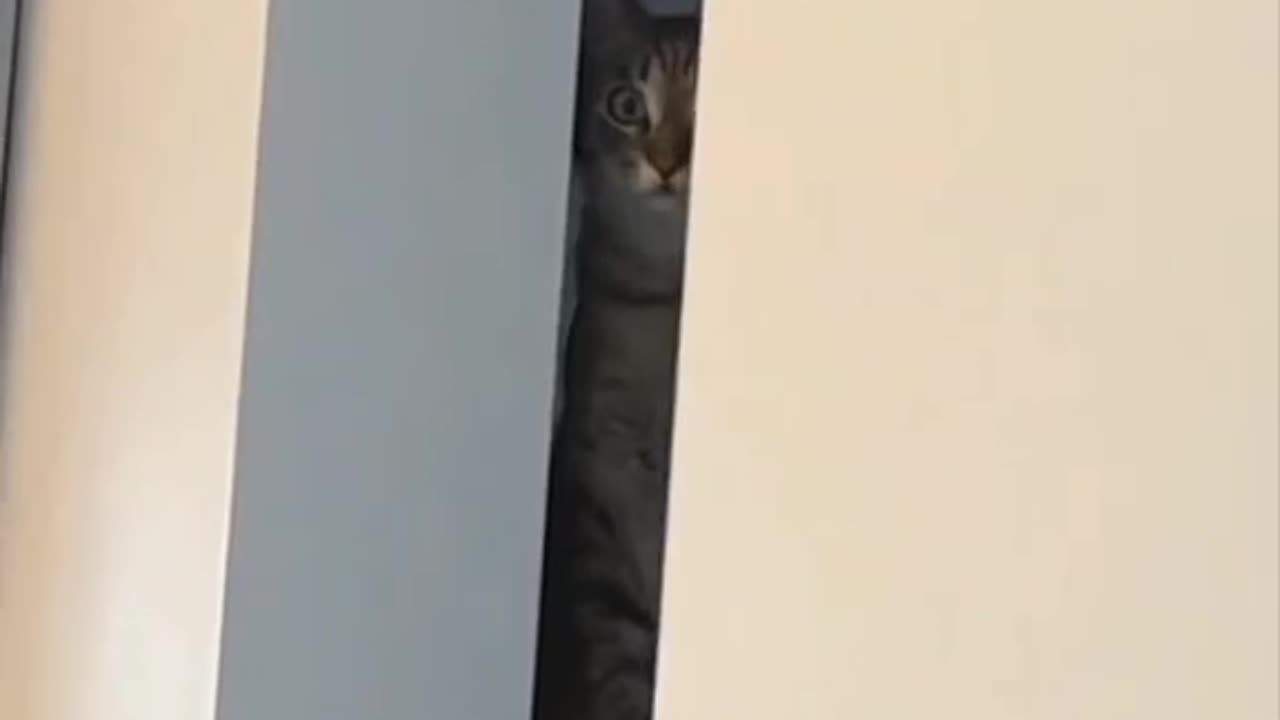Cute and funny cat video.