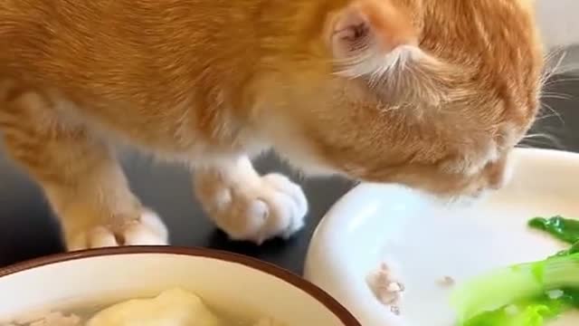 Catsespeciallyliketoeatvegetables.