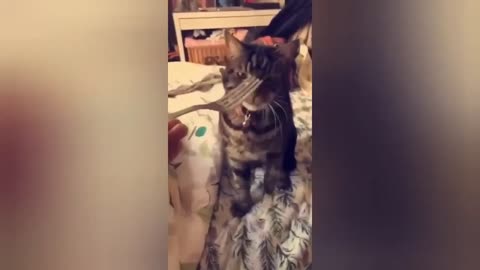 cat eating pasta