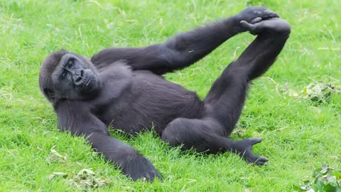 Funniest video, vidio-vidio lucu binatang