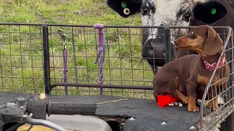 Sausage Dog Isn't Sure What to Think About Cows