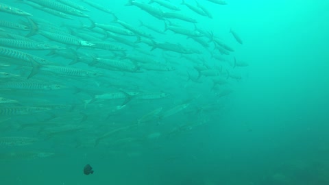 sea ​​landscape fishes in thailand barracuda
