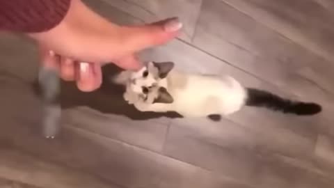 Funniest video of cats and dogs in the world 🌎