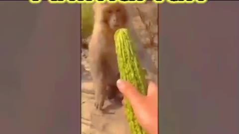Animal funny video@Chhiringfficials