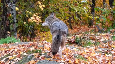 Top 10 Tips for Successful Coyote Hunting