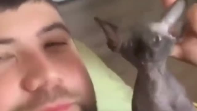 bast funny animals