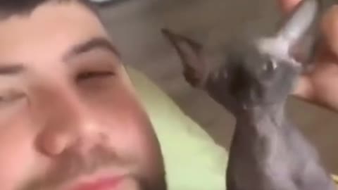 bast funny animals