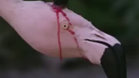 Is This Flamingo Feeding Blood To Its Baby? || LetsgoScience