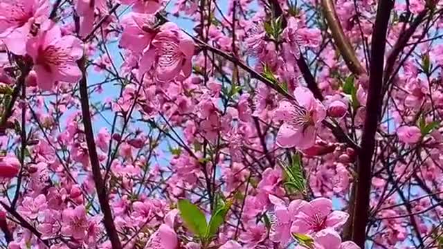 When spring breeze comes in March, flowers are blossoming in my heart.