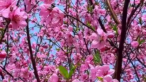 When spring breeze comes in March, flowers are blossoming in my heart.