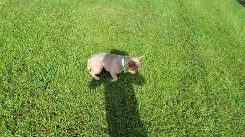 Frenchie dog is obsessed with my shadow! 🤣