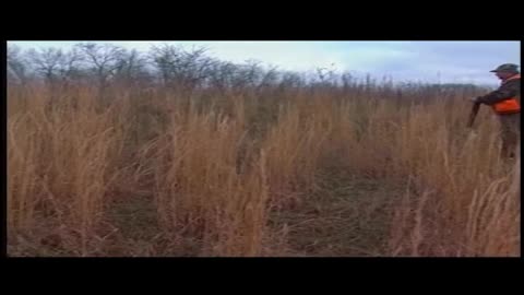 Kentucky Quail Hunting with Hank! #ky #kentucky #quail #pheasant #hunting #birddog