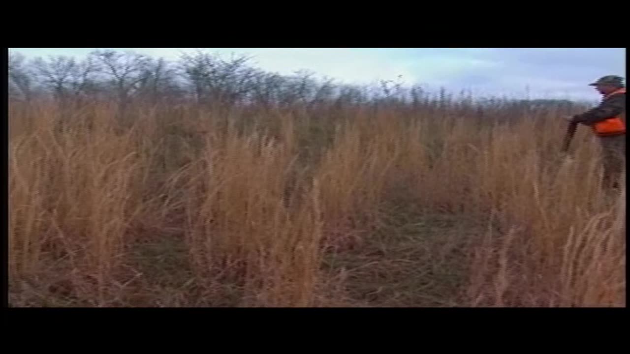 Kentucky Quail Hunting with Hank! #ky #kentucky #quail #pheasant #hunting #birddog