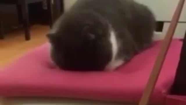 funny cats, funny cats and dogs, funny cats videos, funny cats compilation, funny cats shorts