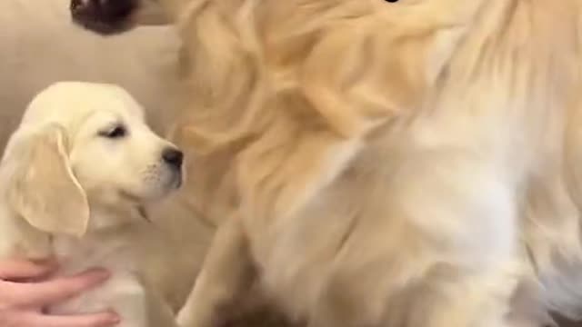 Golden Retriever meets puppy for the first time 😍