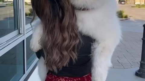 Five years of carrying this puppy 🐶