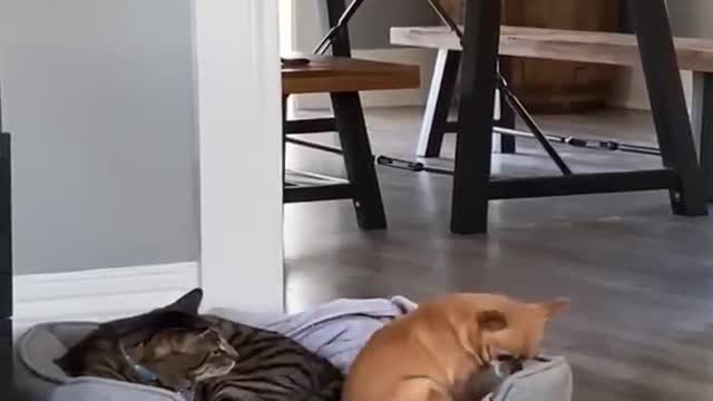 Funniest dogs and cat!! You ever see in lifeπππππ