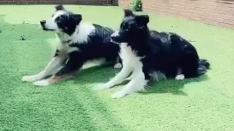 smart dog , dog training