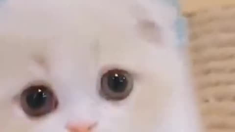 Cute cats kitten