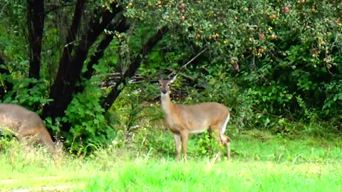 White-tailed deer