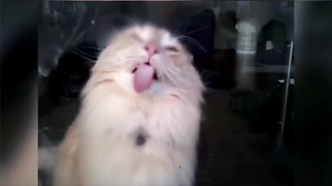 Cats love