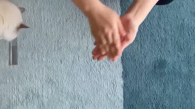 cat playing with her new favorite toy