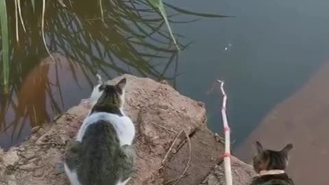 Best Fishing Video 🐟 Amazing Fishing 🔴 BigFishingTV 🔴 Tik Tok China #shorts
