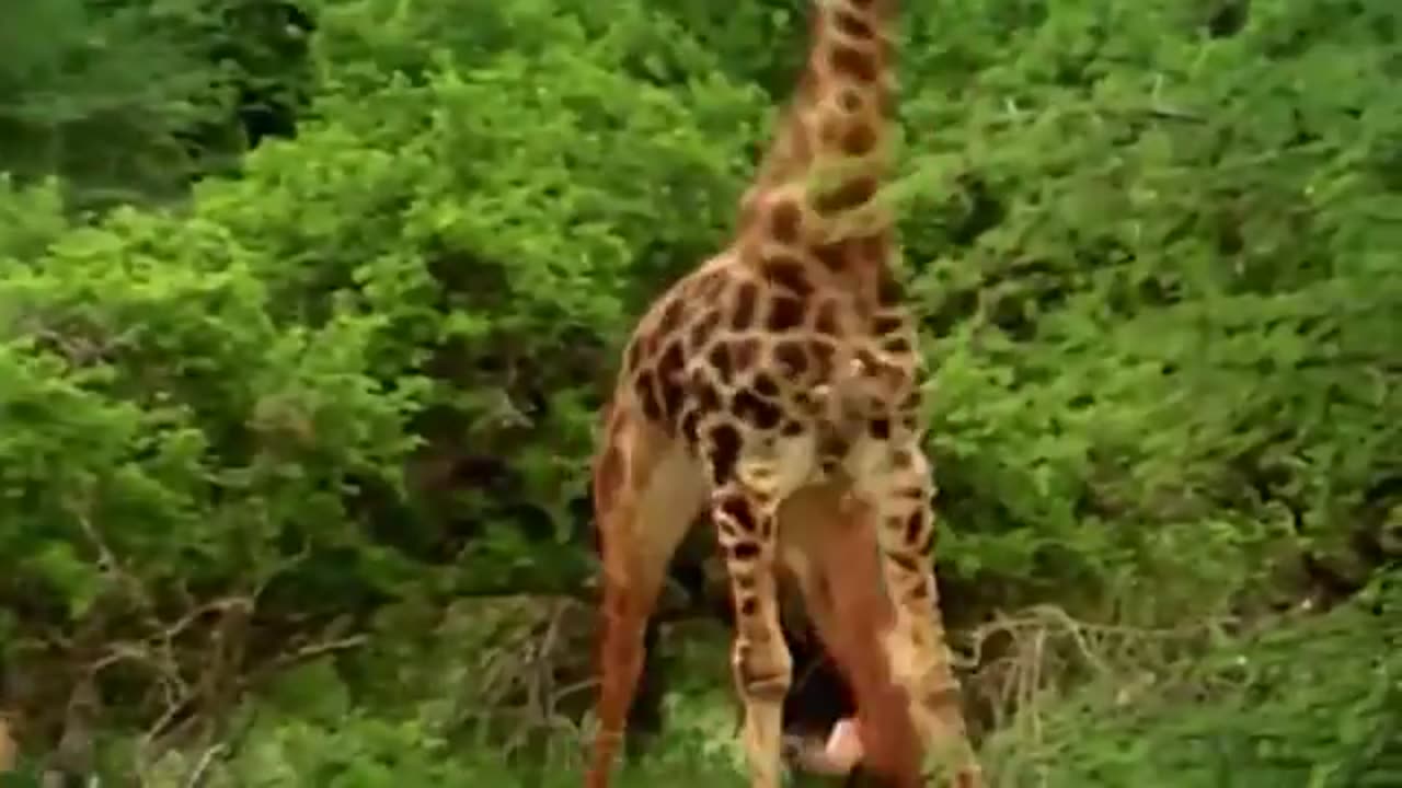 Line vrs camel