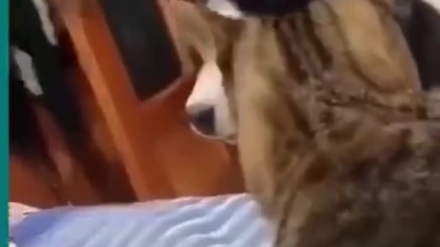 💞😆Cats and dogs fighting very funny😂-- Try not to laugh --#shorts.mp4