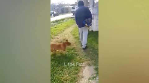 Animal Funniest and Craziest Moments Part-19