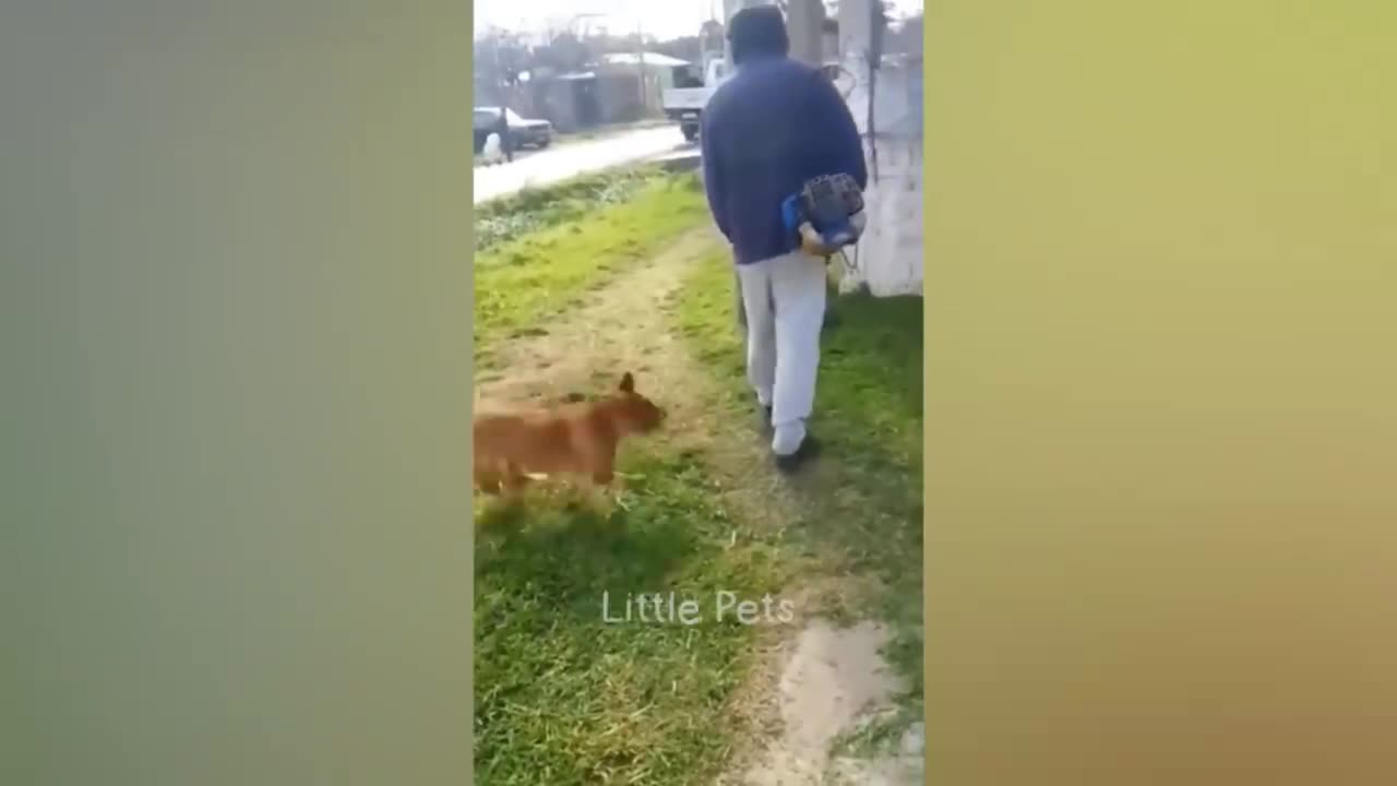 Animal Funniest and Craziest Moments Part-19