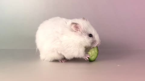 What is the hamster eating Salad, plum or cucumber 🐹 ASMR #5 #crunchcrunchhamster #hamster #asmr