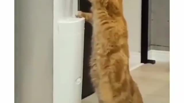The cat 😸 herself drinking water 💦 | Pets