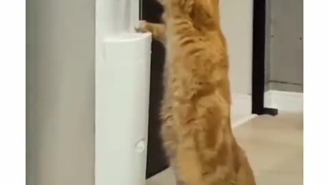 The cat 😸 herself drinking water 💦 | Pets
