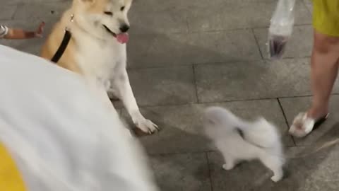 Cute dogs