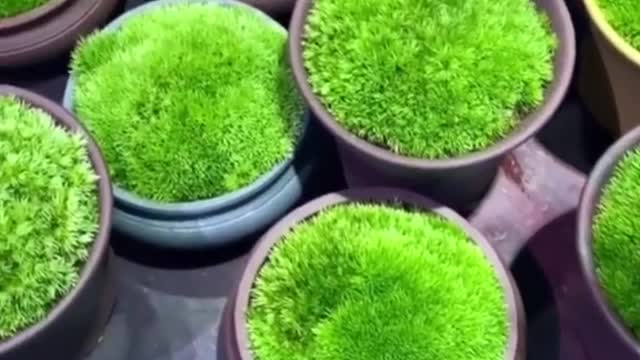 It makes me happy to see these plants
