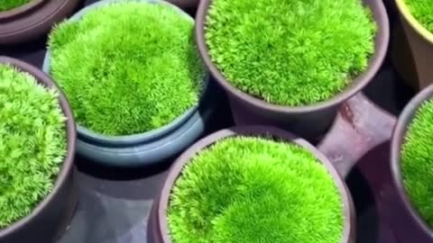 It makes me happy to see these plants