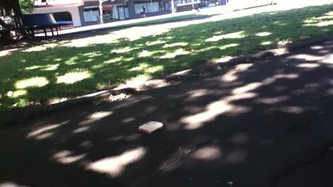53) Feeding the Birds in the old K-Rd Park, Auckland, New Zealand