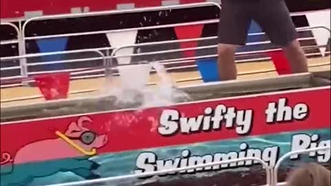 When the little sister went to the show, she noticed a "little pig swimming" eve